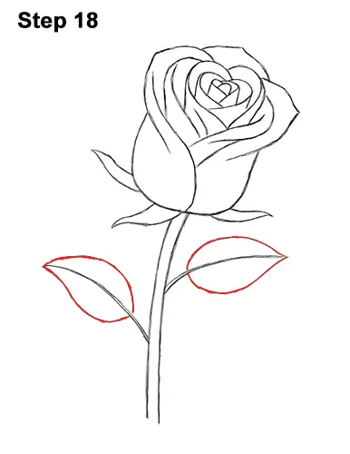 Red Rose Drawing  Drawing Skill