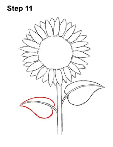 Featured image of post Easy Sunflower Cartoon Drawing