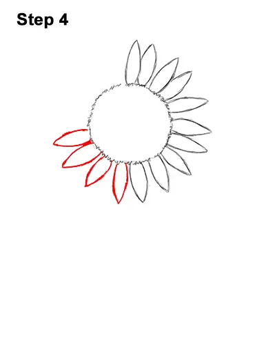 How To Draw A Sunflower Video Step By Step Pictures