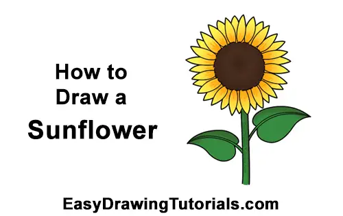 Easy Sunflower Drawing Simple